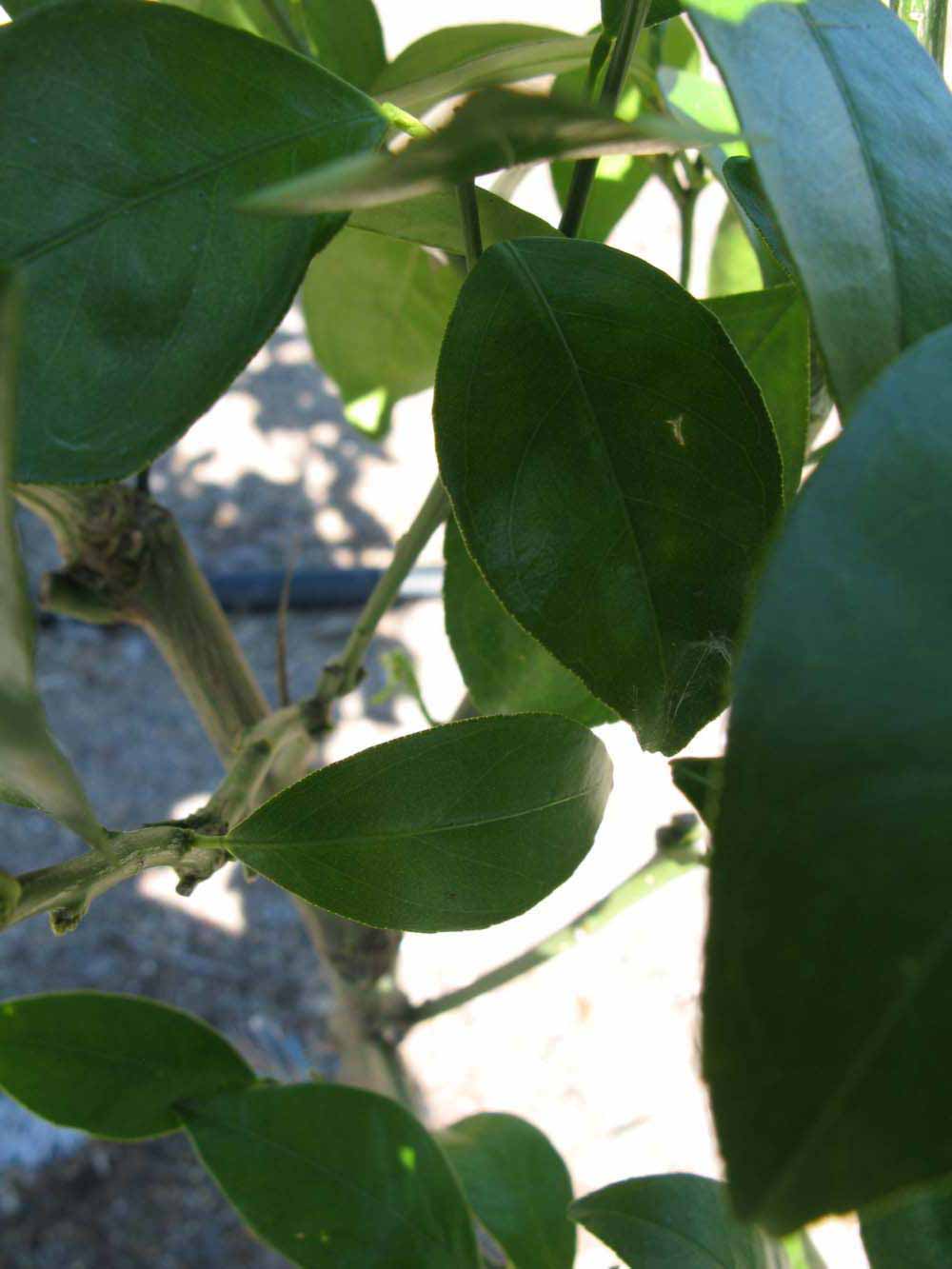              Shade leaves (Winter Haven, FL)       